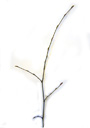 hornbeam (carpinus betulus), twig with alternate buds. 2009-01-26, Pentax W60. keywords: weissbuche, charme, carpino bianco